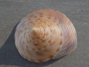 CALLIOSTOMATIDAE CALLIOSTOMA FORMOSENSE XL