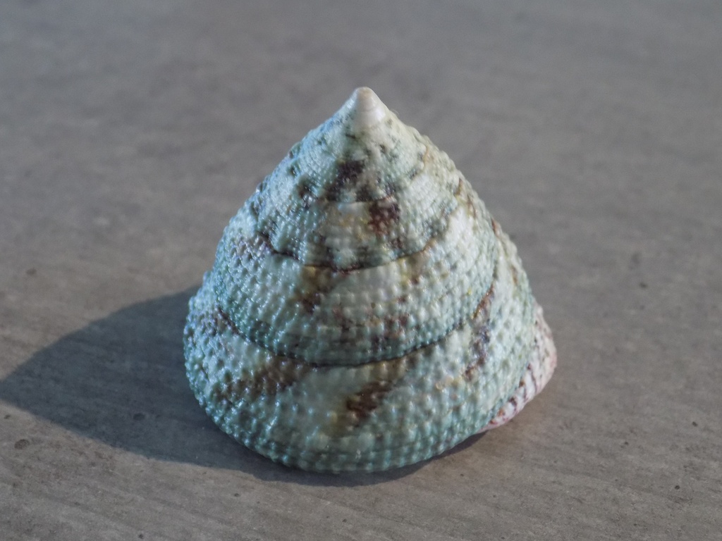 TROCHIDAE TROCHUS MACULATUS