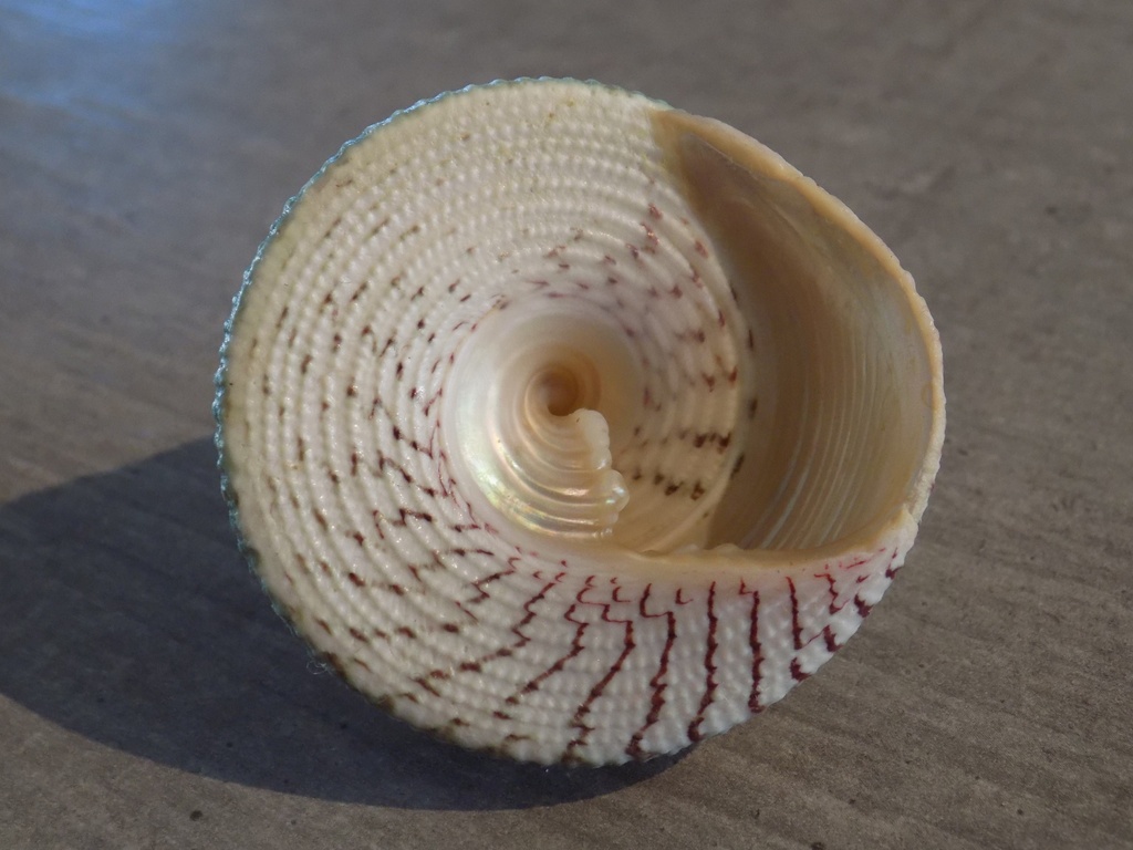 TROCHIDAE TROCHUS MACULATUS