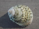 TROCHIDAE MONODONTA LABIO XL