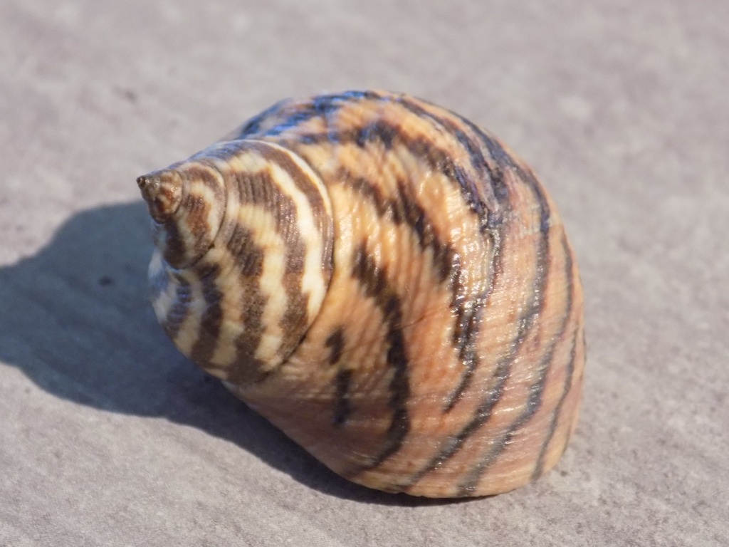 LITTORINIDAE LITTORINA ZEBRA 