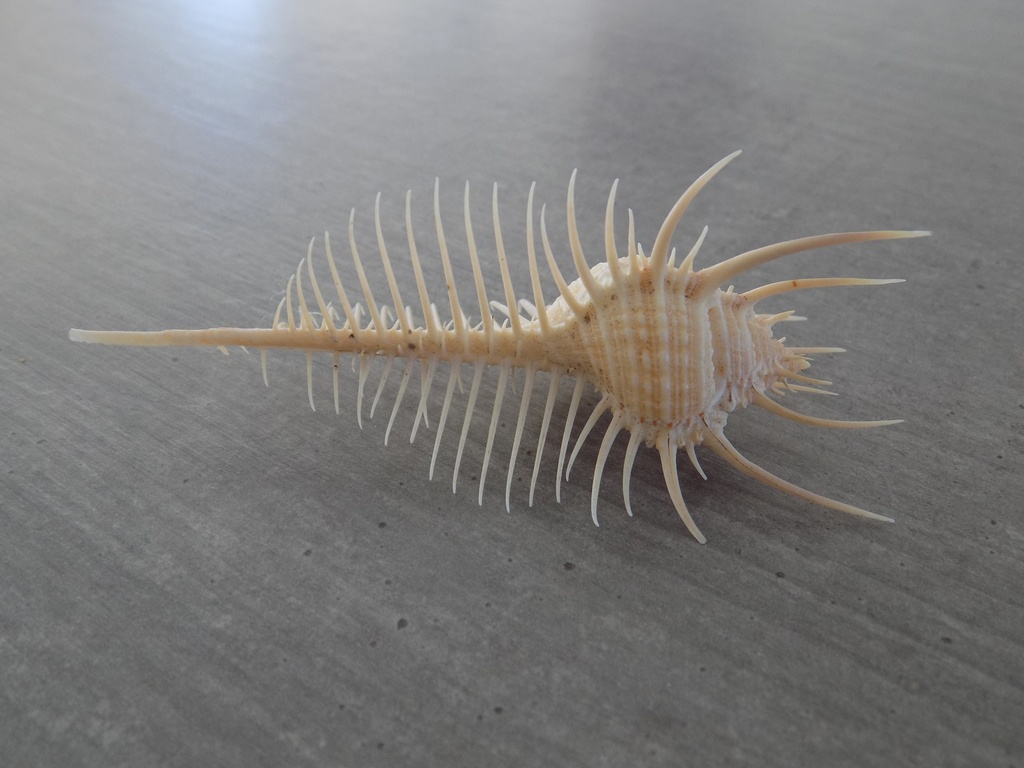 MURICIDAE MUREX PECTEN XS