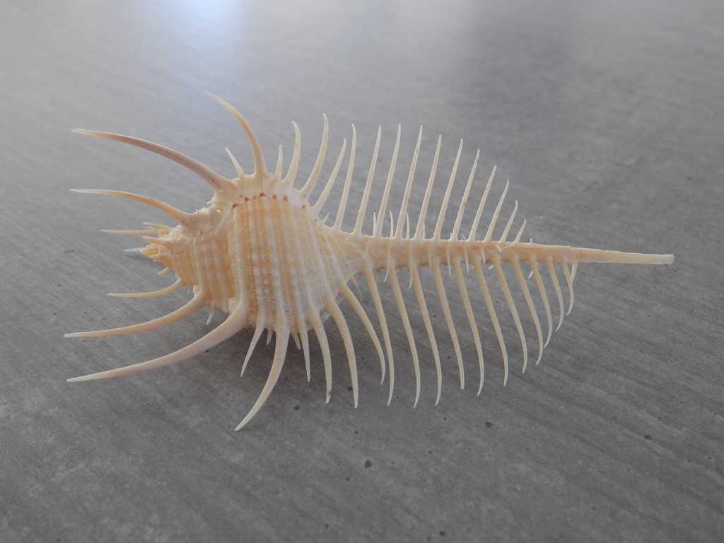 MURICIDAE MUREX PECTEN XS