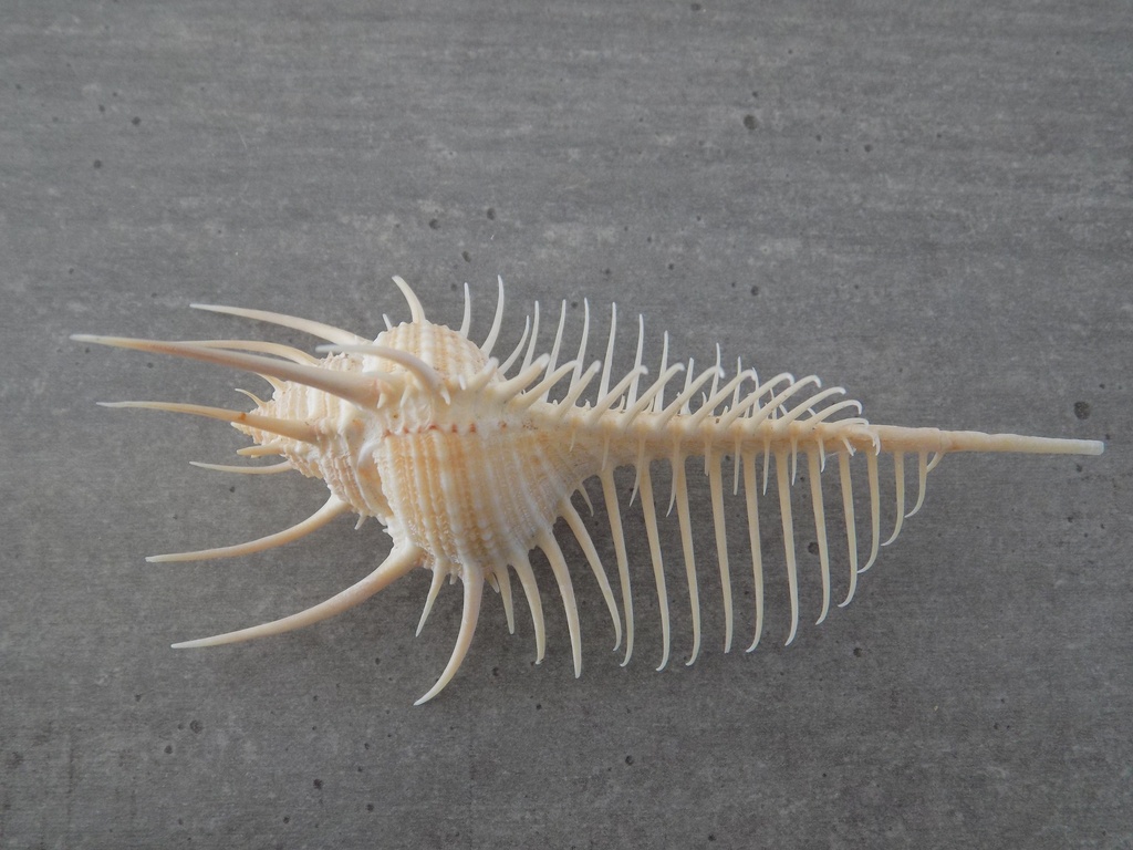 MURICIDAE MUREX PECTEN XS