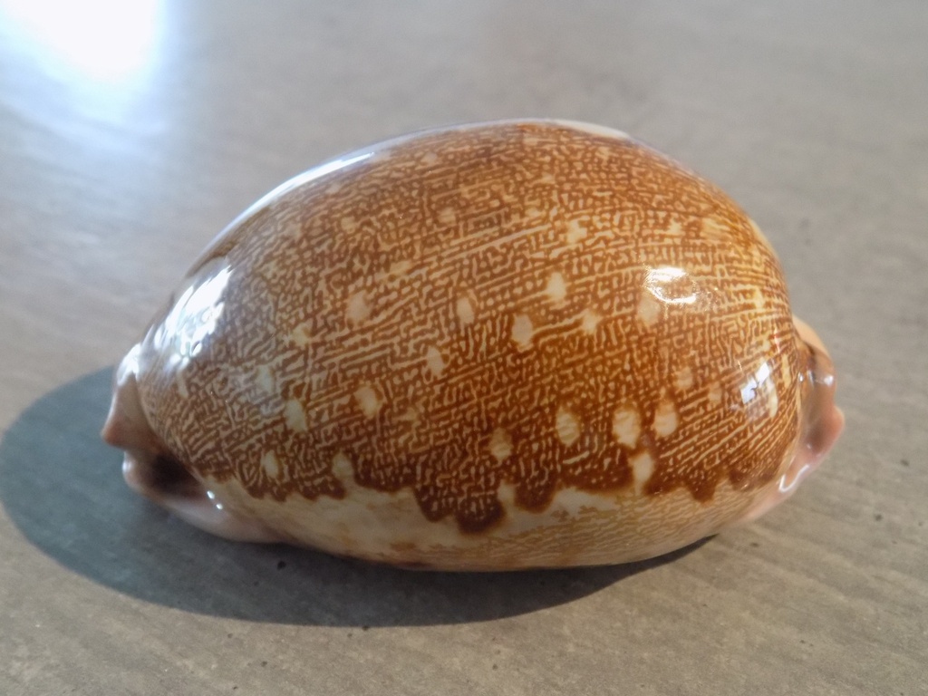 CYPRAEA LEPOR.M.VIRIDIS Montrouzieri XL