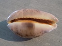 CYPRAEA LEPOR.M.VIRIDIS Montrouzieri XL