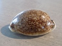 CYPRAEA MAURITIA EGLANTINA Nigérisante & Rostrée