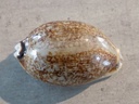 CYPRAEA MAURITIA EGLANTINA Nigérisante & Rostrée