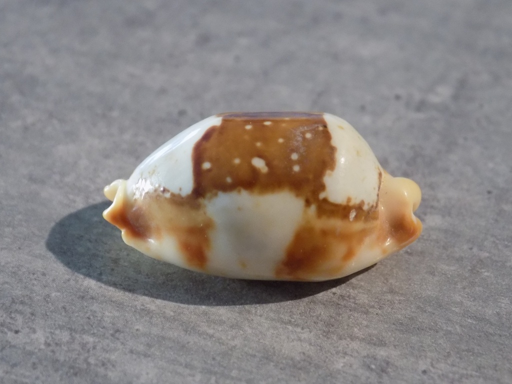 CYPRAEA BISTOLIDA STOLIDA CROSSEI