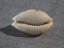 CYPRAEA BISTOLIDA STOLIDA CROSSEI