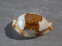 CYPRAEA BISTOLIDA STOLIDA CROSSEI