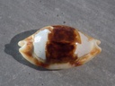 CYPRAEA BISTOLIDA STOLIDA Rostrée & Niger