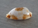 CYPRAEA BISTOLIDA STOLIDA STOLIDA XL