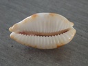 CYPRAEA BISTOLIDA STOLIDA STOLIDA XL