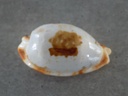 CYPRAEA BISTOLIDA STOLIDA STOLIDA XL