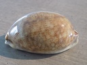 CYPRAEA MAURITIA EGLANTINA XL