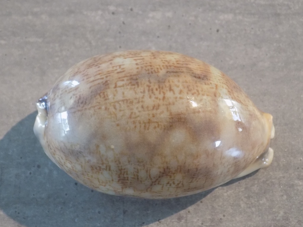 CYPRAEA MAURITIA EGLANTINA XL