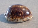 CYPRAEA M.ARABICA Nigérisante