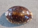 CYPRAEA M.ARABICA Nigérisante