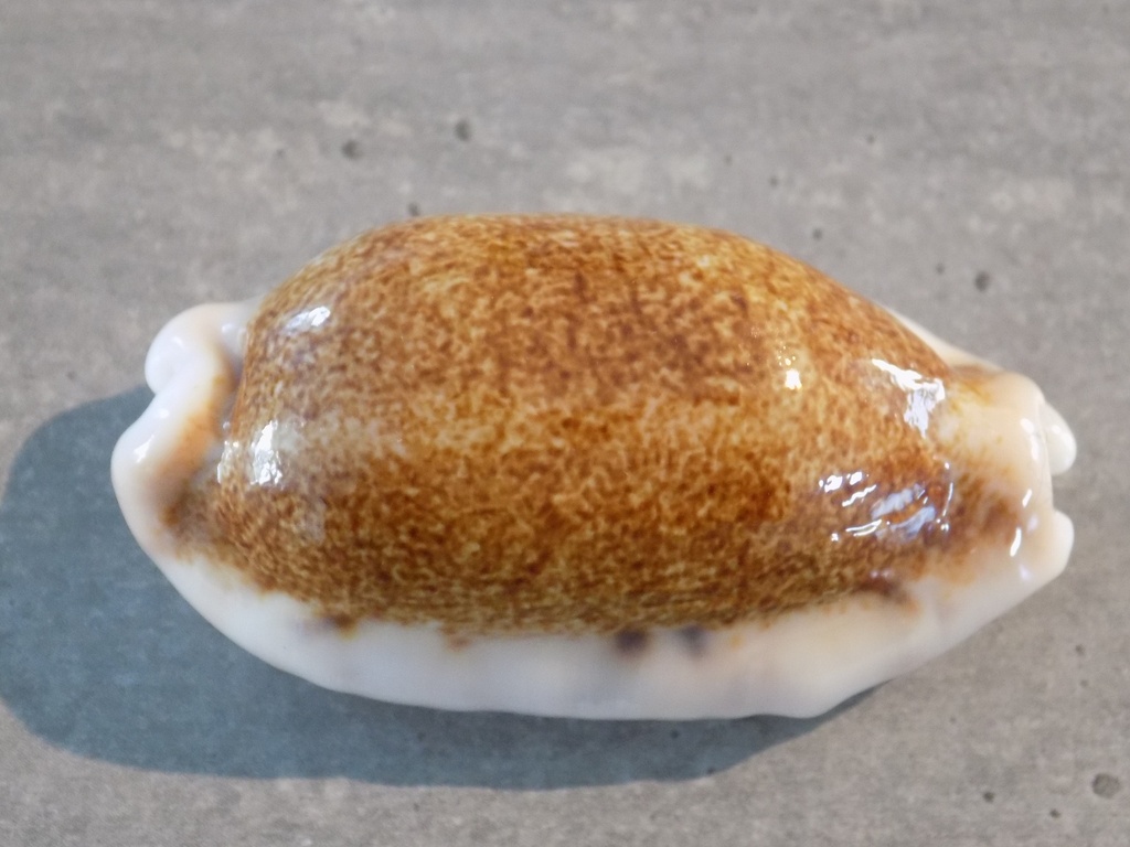 CYPRAEA ERRONEA CAURICA Nigérisante XL