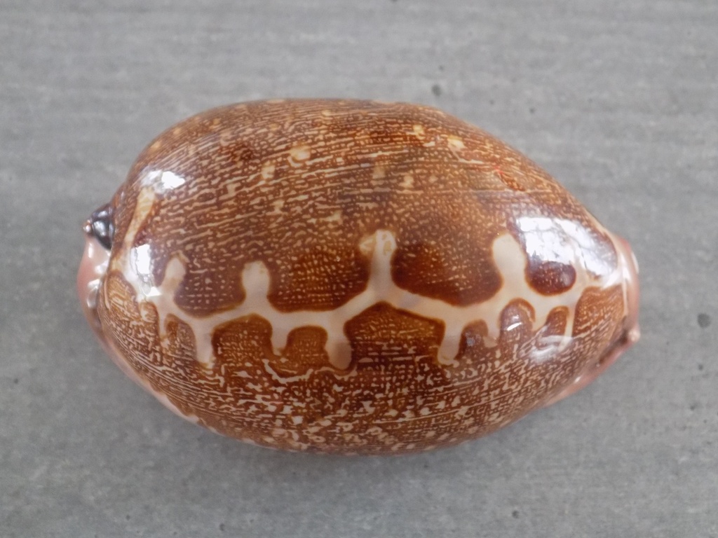 CYPRAEA LEPOR.M.VIRIDIS Montrouzieri 