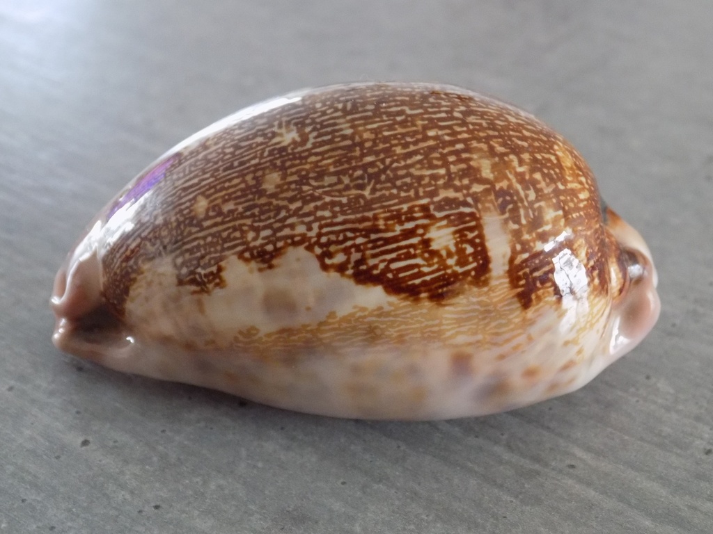 CYPRAEA LEPOR.M.VIRIDIS Montrouzieri