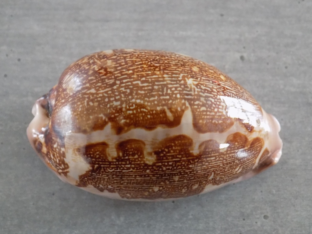 CYPRAEA LEPOR.M.VIRIDIS Montrouzieri