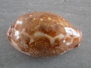 CYPRAEA LEPORY.M.VIRIDIS Montrouzieri