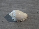 MARGINELLIDAE MARGINELLA LIMBATA