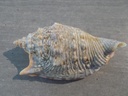 STROMBIDAE EUPROTOMUS CHRYSOSTOMUS