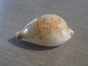 CYPRAEA AUSTRASIATICA HIRASEI