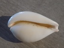 CYPRAEA AUSTRASIATICA HIRASEI