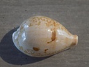 CYPRAEA AUSTRASIATICA HIRASEI