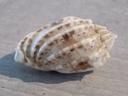 HARPIDAE HARPA AMOURETTA f.CRASSA