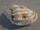 HARPIDAE HARPA AMOURETTA f.CRASSA