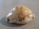 CYPRAEA LEPORICYPRAEA M.A.GEOGRAPHICA XL