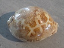 CYPRAEA LEPORICYPRAEA M.A.GEOGRAPHICA XL