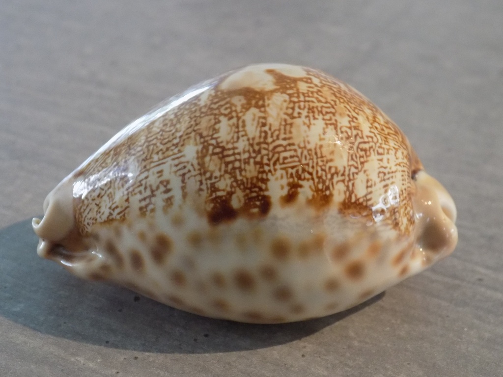 CYPRAEA LEPORICYPRAEA M.A.GEOGRAPHICA