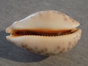 CYPRAEA LEPORICYPRAEA M.A.GEOGRAPHICA