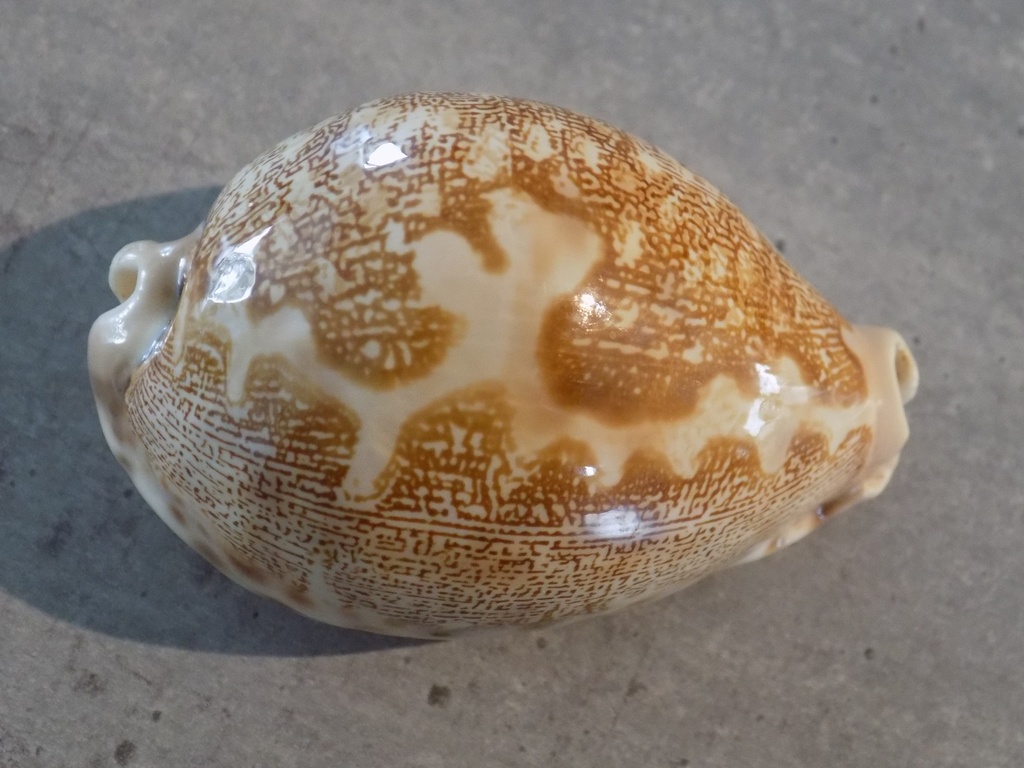 CYPRAEA LEPORICYPRAEA M.A.GEOGRAPHICA