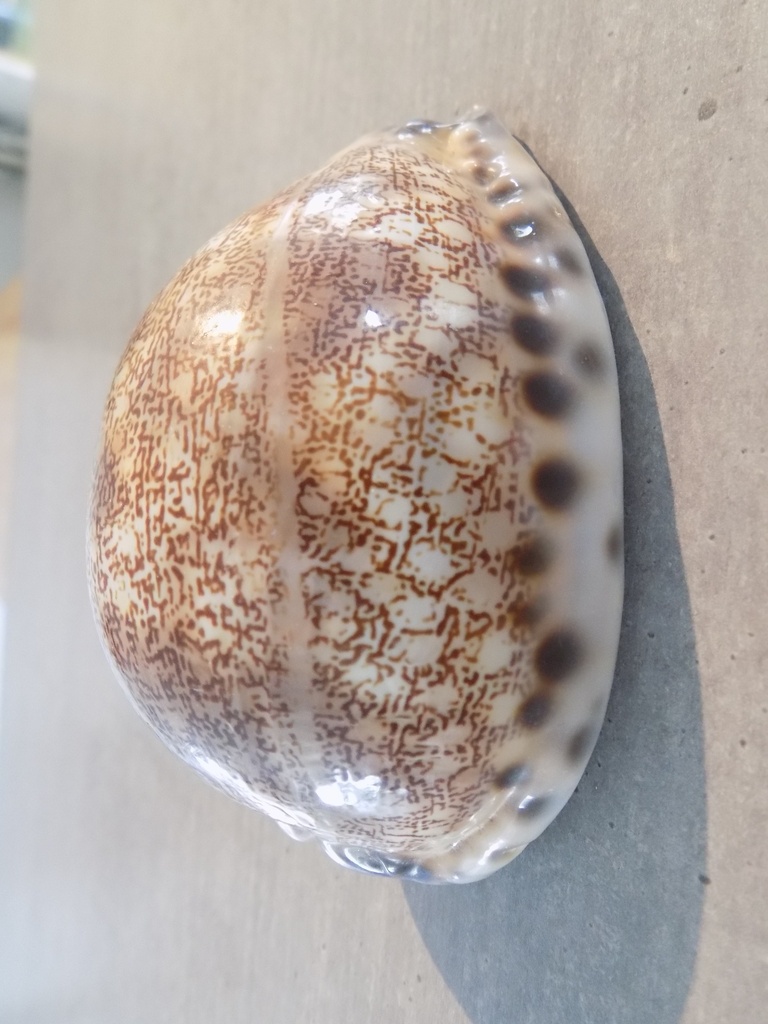 CYPRAEA M.ARABICA IMMANIS XL