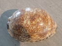 CYPRAEA M.ARABICA IMMANIS XL