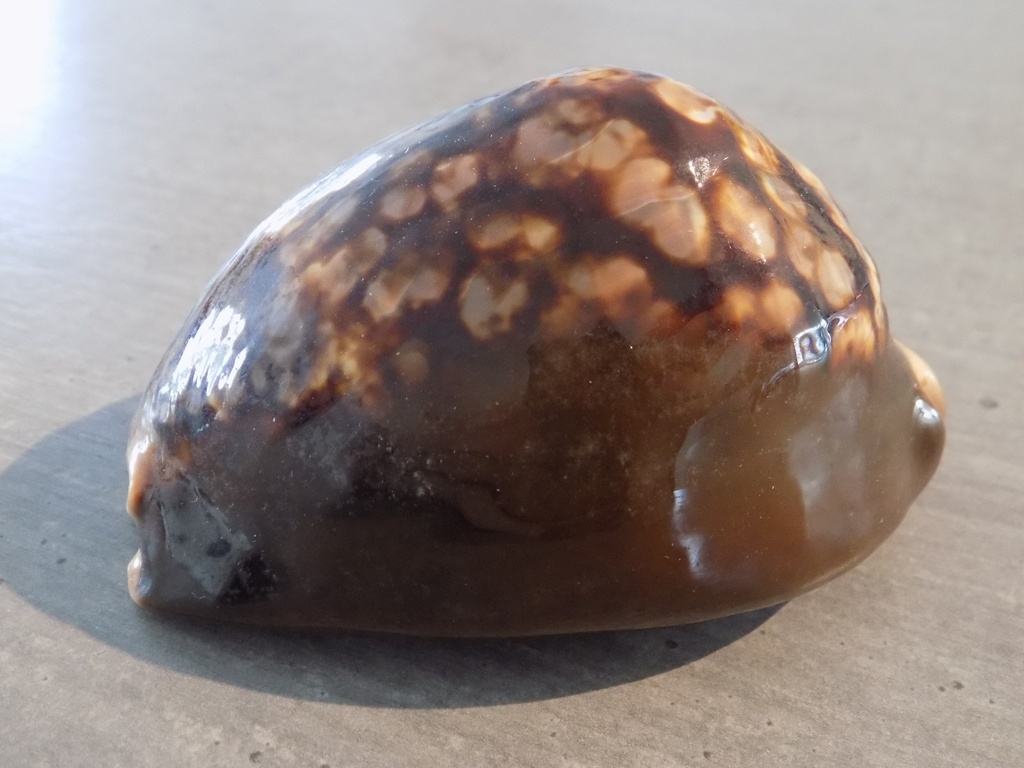 CYPRAEA MAURITIA MAURITIANA XL