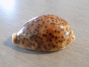 CYPRAEA PANTHERINA f.FUNEBRALIS