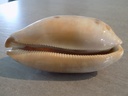 CYPRAEA CHELYCYPRAEA TESTUDINARIA XL