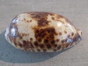 CYPRAEA CHELYCYPRAEA TESTUDINARIA XL