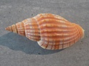 VOLUTIDAE LYRIA DELESSERTIANA