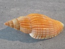 VOLUTIDAE LYRIA DELESSERTIANA