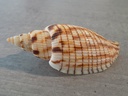 VOLUTIDAE CALLIPARRA KURODAI