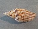 VOLUTIDAE CALLIPARRA KURODAI